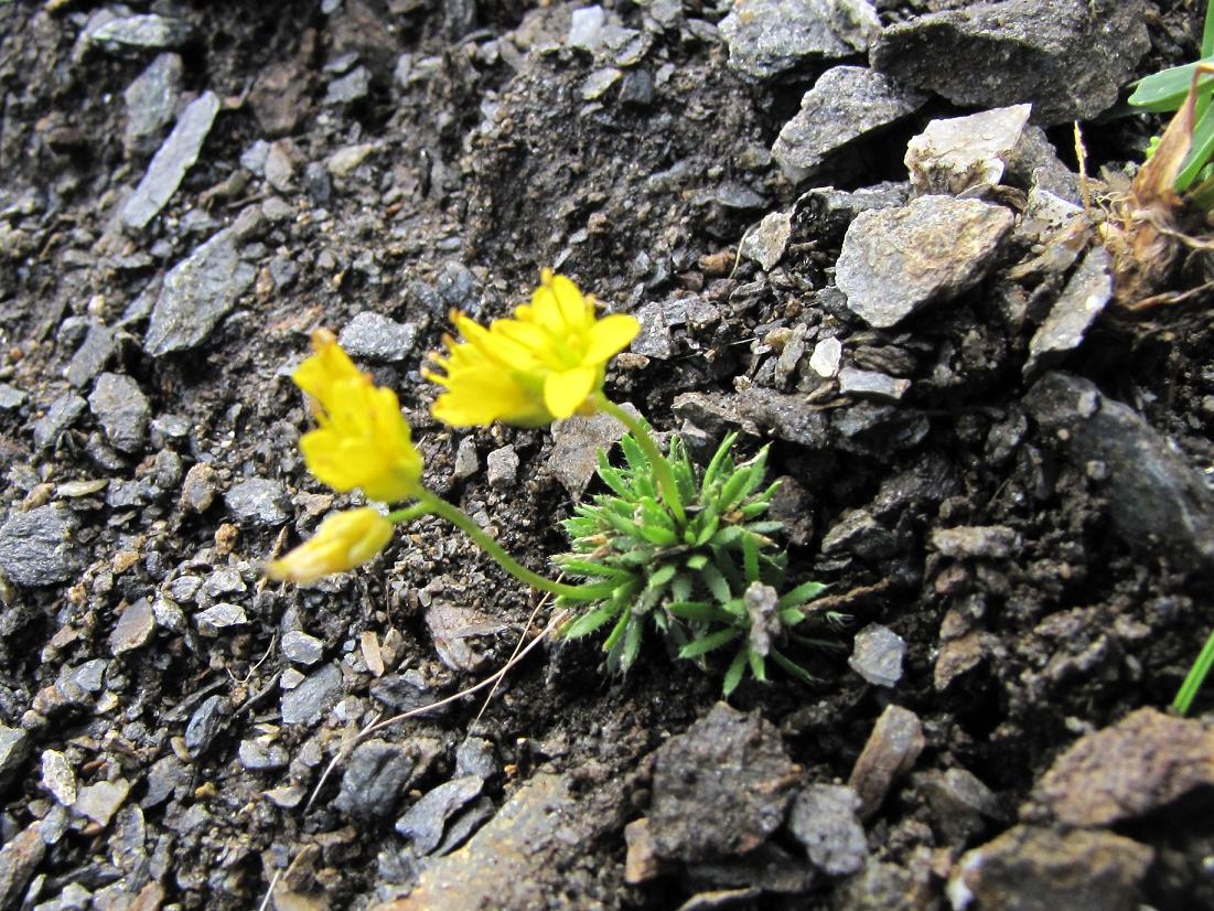 Sentieri ferrati, sentieri fioriti: i fiori dell''Albiolo